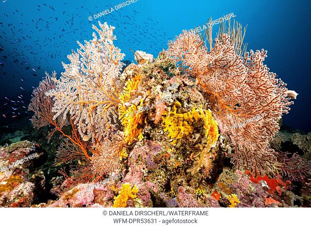 Colored Coral Reef, Marovo Lagoon, Solomon Islands