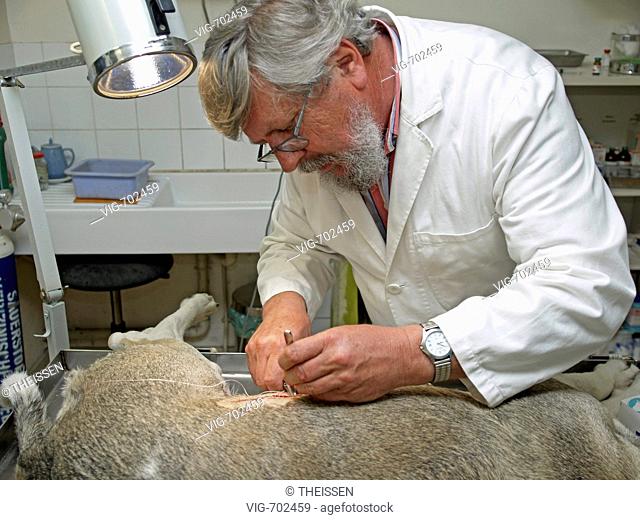 veterinary operating a hurted dog, sewing a wound. - 26/04/2007