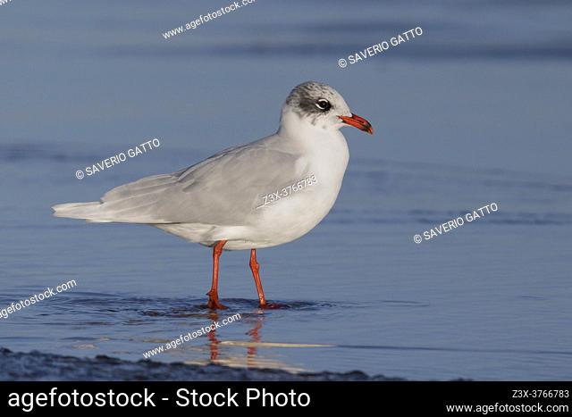 Mediterranean Gull (Ichthyaetus melanocephalus), side view of an adult standing on the shore, Campania, Italy
