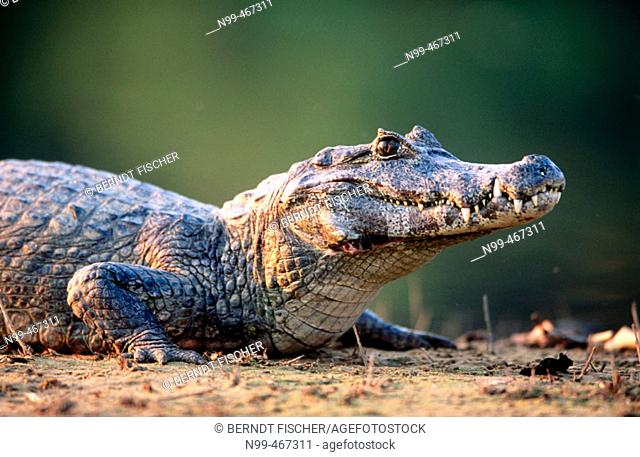 Caiman (Caiman crocodilus) sunbathing on the bank of a water pond. Near Pocone. Pantanal. Mato Grosso. Brazil