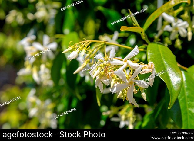 Blooming jasmine bush in a garden