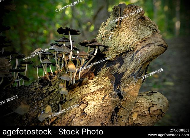 Mushrooms growing on a dead tree trunk, bathing in sunlight in autumn