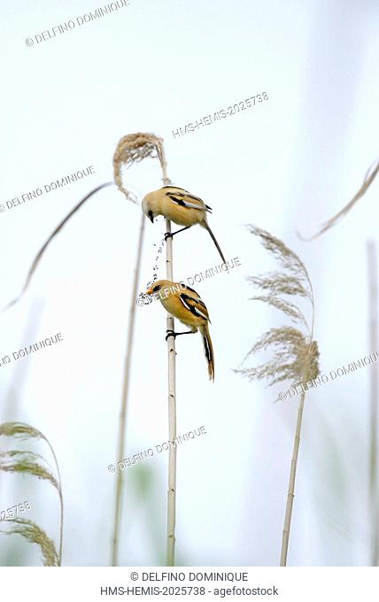 Romania, Danube Delta listed as World Heritage by UNESCO, Bearded Tit (Panurus biarmicus), female perched on a reed stem feeding on insects trapped in a spider...