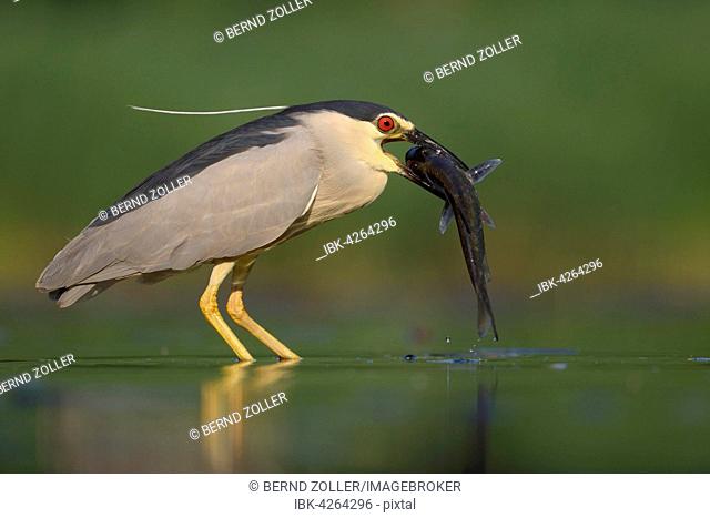 Black-crowned night heron (Nycticorax nycticorax), adult heron with fish, devouring its prey, Kiskunság National Park, Hungary