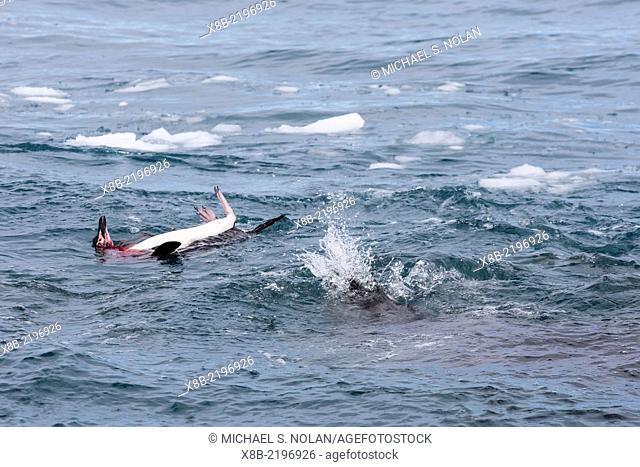 Adult leopard seal, Hydrurga leptonyx, catching and cleaning a chinstrap penguin, Pygoscelis antarctica on Coronation Island, South Orkney Islands, Antarctica