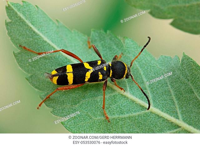 Gemeiner Widderbock, Clytus arietis, Wasp beetle