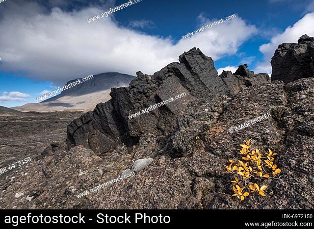 Solidified lava, lava desert, in the background table volcano Herðubreið or Herdubreid, Icelandic highlands, Iceland, Europe
