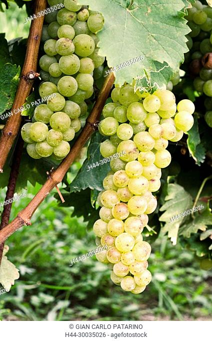 Italy, fruits of Piedmont Langhe-Roero and Monferrato on the World Heritage List UNESCO. A bunch of Moscato d’Asti