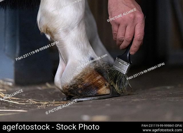 PRODUCTION - 16 November 2023, Saxony, Moritzburg: A stud keeper at Moritzburg State Stud applies hoof care products to the hoof of a stallion of the...
