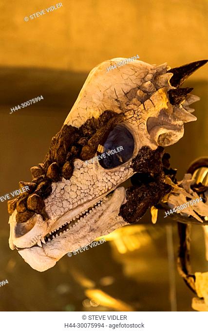 Japan, Honshu, Tokyo, Hibiya, Ueno Park, National Museum of Nature and Science, Exhibit of Pachycephalosaurus Wyomingensis Dinosaur Skull