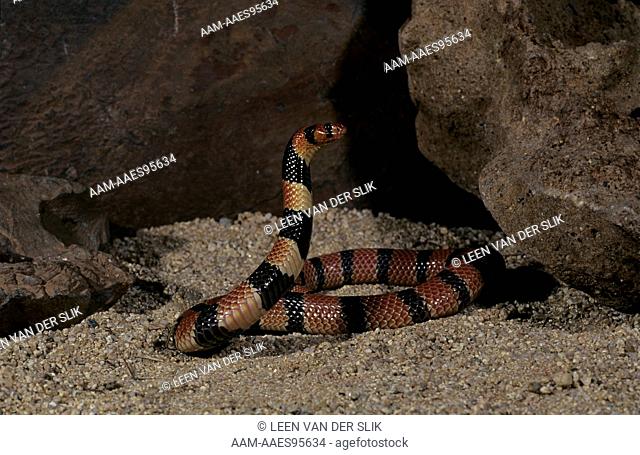 Coral Snake in Defense (Aspidelaps lubricus) captive, Pretoria, RSA