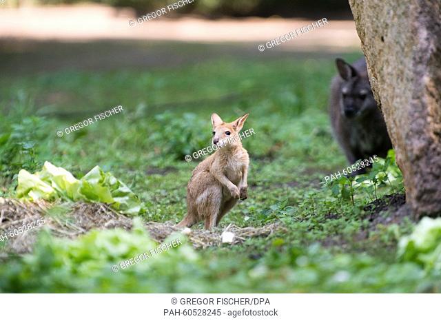 Six-month-old Monti the sandy wallaby at his first communal dining experience with other wallabies in the kangaroo enclosure at Tierpark Friedrichsfelde zoo in...