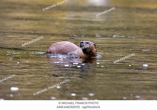 River Otter (Lutra canadensis), in river, Madison River, Yellowstone National Park, Wyoming