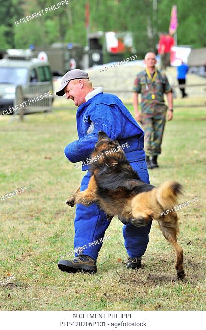 Military attack dog, Belgian Shepherd Dog / Malinois, biting man in protective clothing during training session of the Belgian army, Belgium