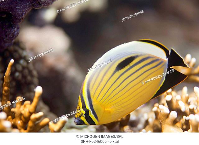 Polyp butterflyfish (Chaetodon Austriacus) swimming over fire corals in the Red Sea