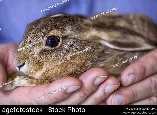 11 May 2020, Mecklenburg-Western Pomerania, Sabel: Two small six- and eight-week-old field hares are currently being raised by wild animal rescuer Frank Demke...