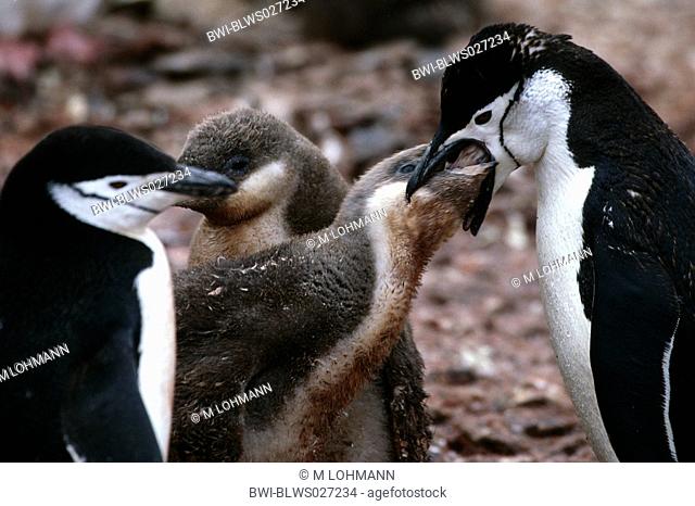 bearded penguin, chinstrap penguin Pygoscelis antarctica, parents feeding offspring, Antarctica