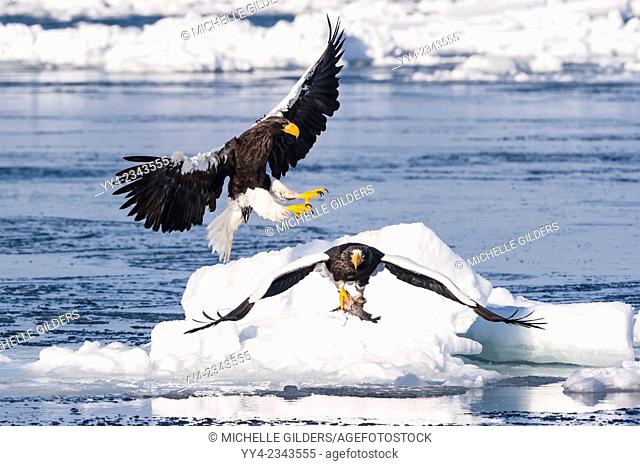Steller's Sea Eagle, Haliaeetus pelagicus, in flight, Rausu, offshore Hokkaido, Sea of Okhotsk, Japan