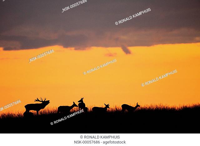 Red Deer (Cervus elaphus) adult buck and hinds silhouette at sunset, The Netherlands, Gelderland, Hoge Veluwe NP