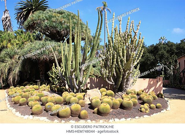 United States, California, Santa Barbara, Montecito, Ganna Walska Lotusland, the Cactus garden, Armatocereus originary from South America right