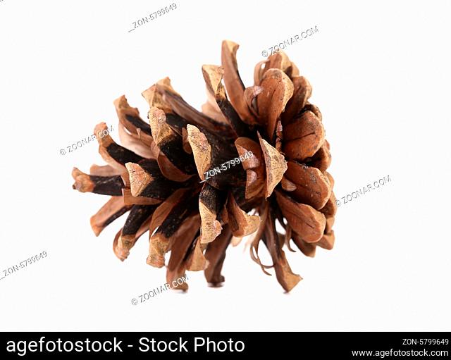 Brown pine cone. Isolated on a white background. Horisontal