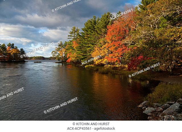 White Pine, Birch & Sugar Maple trees edge Mersey River, fall, Kejimkujik National Park, Nova Scotia, Canada