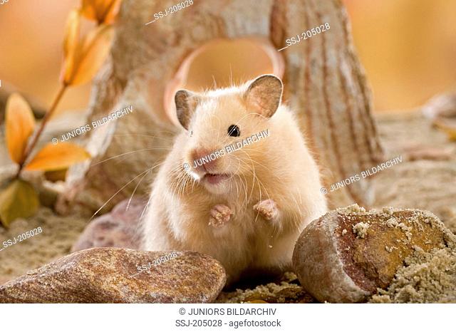 Cream Teddy Hamster in front of a rock. Germany