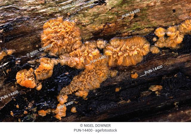 Close-up of a patch of vein crust fungus Phlebia merismoides growing on a wet rotting tree branch in a Norfolk wood in autumn