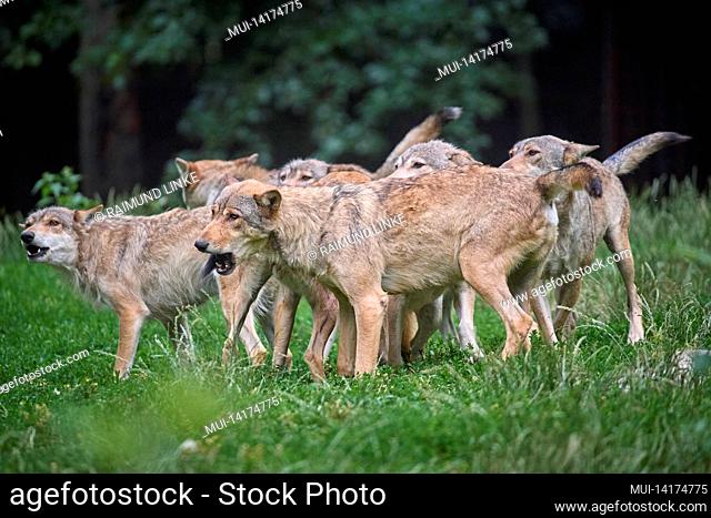 Wolves, Canis lupus, howling group of wolves