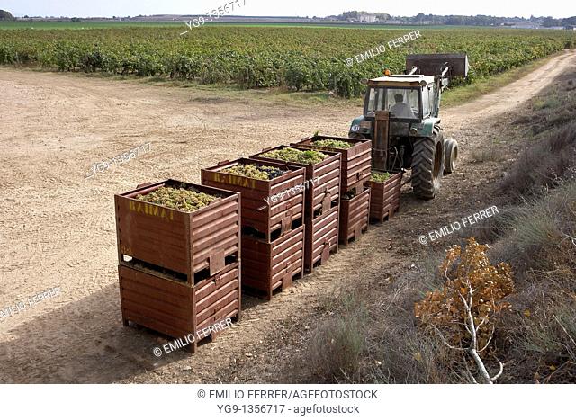 Containers with grape  Raimat  LLeida, Spain