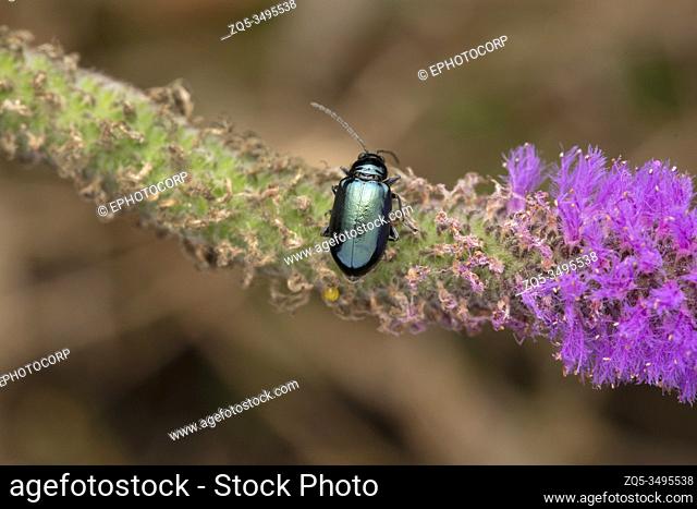 Mint Beetle, Metallic beetle, Cryolina caerulans, Crysomelidae, Bhimashankar, Maharashtra, India