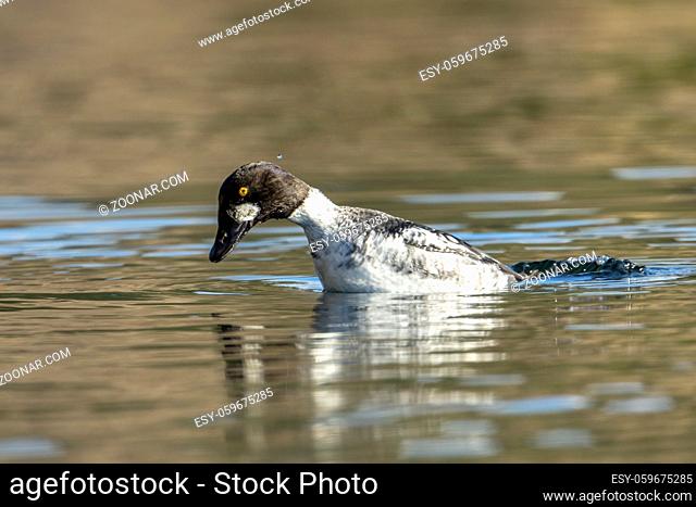A common goldeneye starts to dive in the water in Coeur d'Alene, Idaho