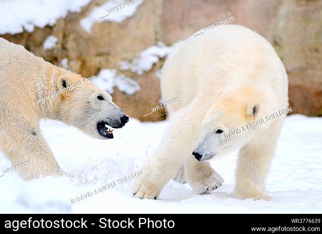 Polar bear (Ursus maritimus) fighting in snow