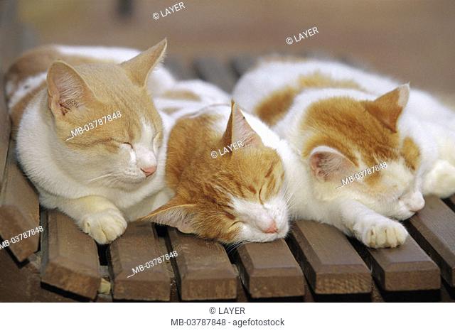 Wood bank, house cats, red-striped, three, lie, sleeping  Bench, garden bank, animals, mammals, pets,  Cats, fur color, fur, two-colored, striped, know-red