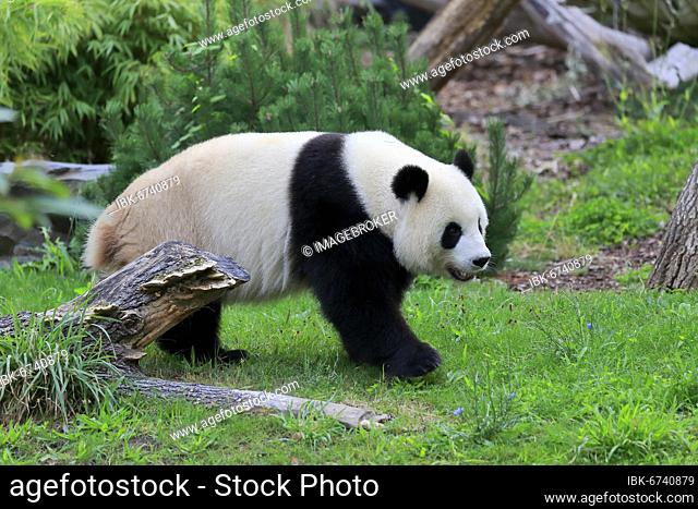 Giant Panda (Ailuropoda melanoleuca), adult, foraging, captive, China, Asia