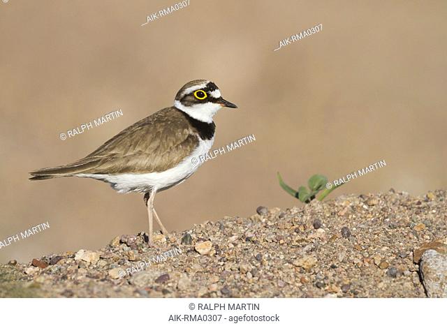Little Ringed Plover (Charadrius dubius ssp. curonicus) in Kazakhstan, adult female standing on a sandy ledge
