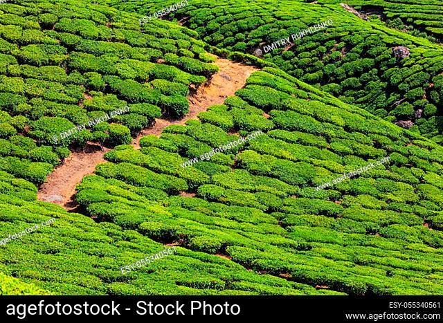Green tea plantations in Munnar, Kerala state, India