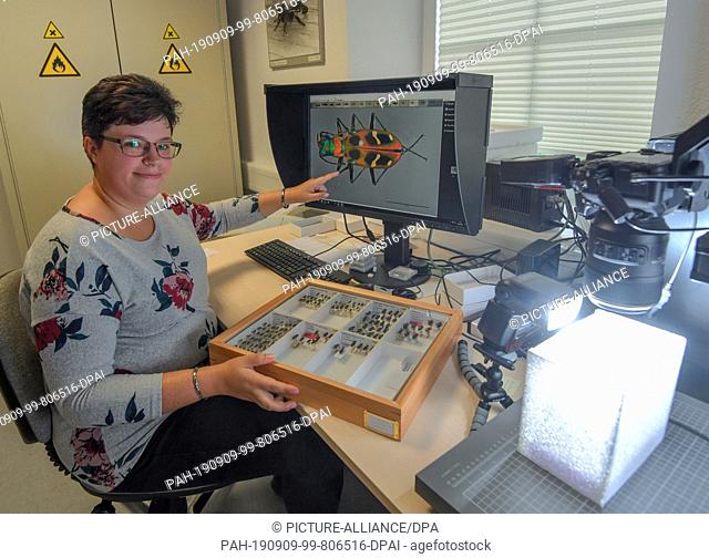 03 September 2019, Brandenburg, Müncheberg: Mandy Schröter, Technical Assistant at the Senckenberg German Entomological Institute
