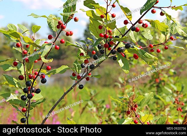 Branches of Frangula alnus with black and red berries. Fruits of Frangula alnus. Multicolored nature. Bright berries. Beautiful plant