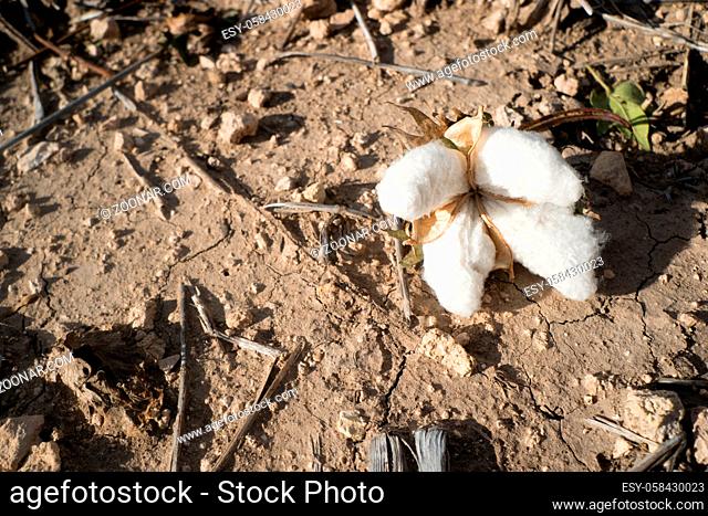 Close up of a fallen opening cotton boll in the field on the ground