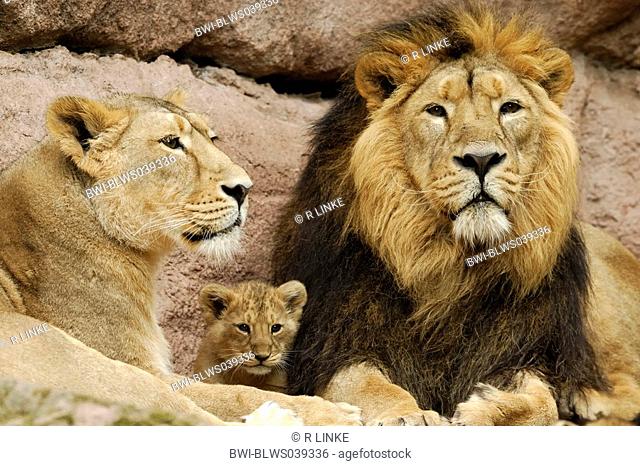 lion Panthera leo, female, male and cub lying together