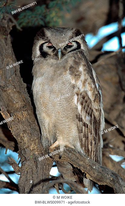 verreaux's eagle owl Bubo lacteus, sitting on a branch, South Africa