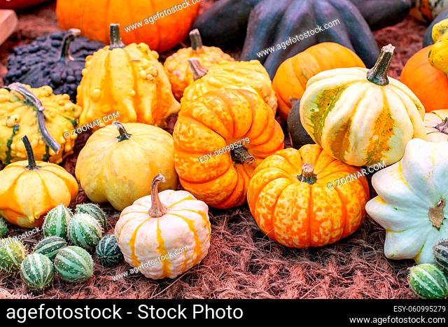 A pile of squash different color orange yellow green striped. Autumnal harvest of vegetables, ripe squash on a matting. Beautiful bright striped pumpkin...