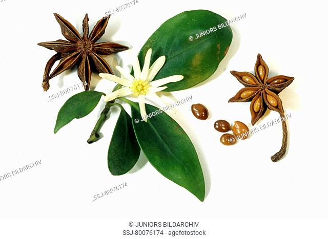DEU, 2005: Aniseed Tree, Star Anise (Illicium verum), leaves, flower and seeds, studio picture