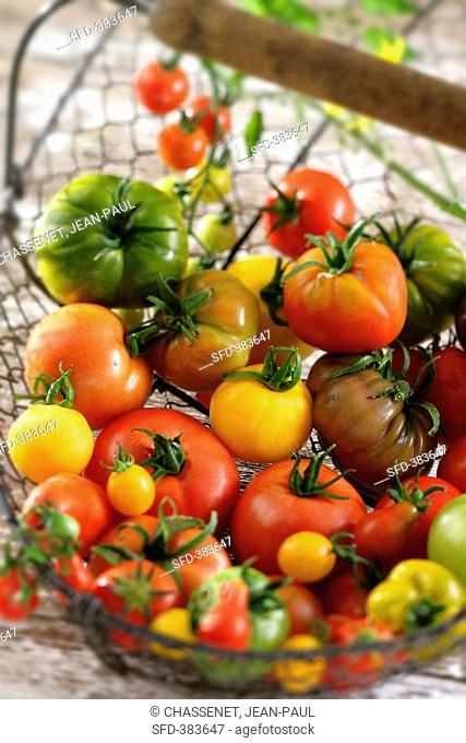 Various types of tomatoes in a wire basket