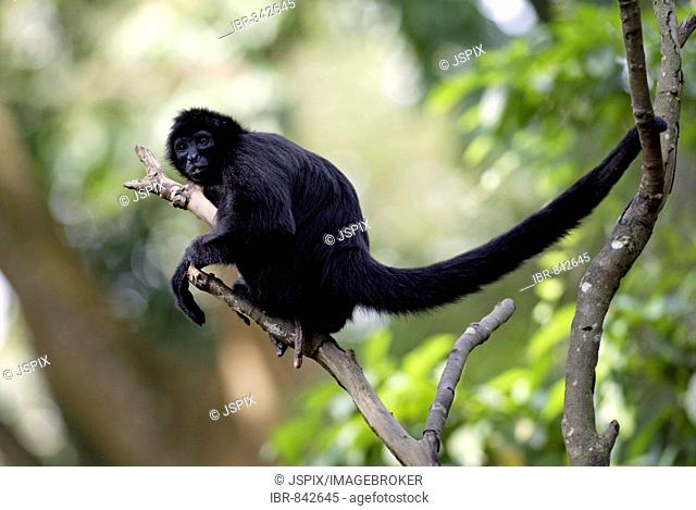 Red-faced Spider Monkey (Ateles paniscus), adult, found in South America