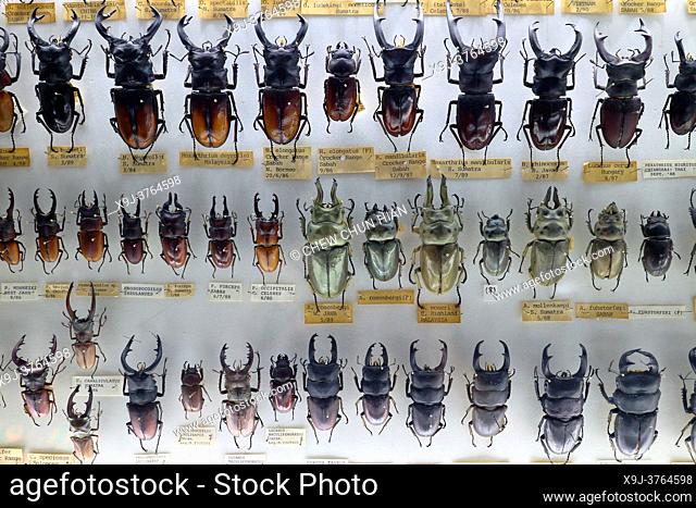 Beetles sample