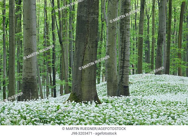 Ramsons (Allium ursinum) in beech (fagus sylvatica) forest, spring with lush green foliage. Hainich National Park, Thuringia, Germany