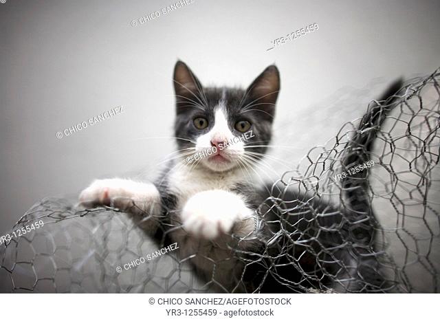 A kitten cat plays in a wire mesh in Mexico City