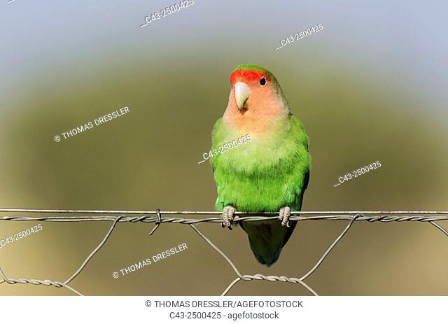 Rosy-faced Lovebird (Agapornis roseicollis) - Adult at a wire fence of a farm. South-east Namibia